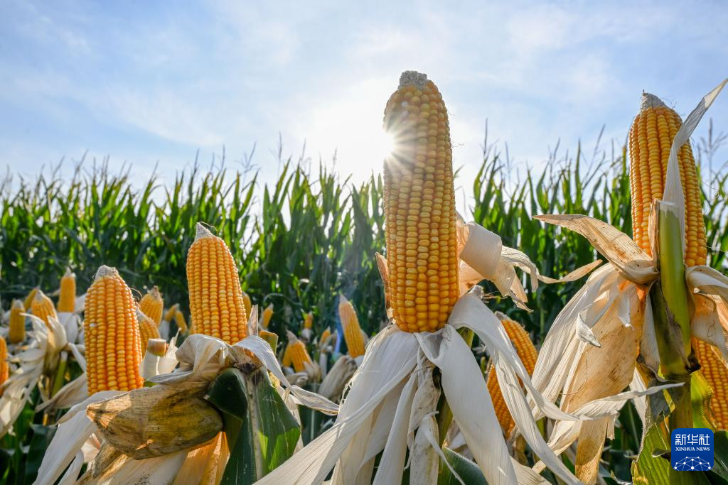 内蒙古通辽：无人机飞防助力玉米增产增收