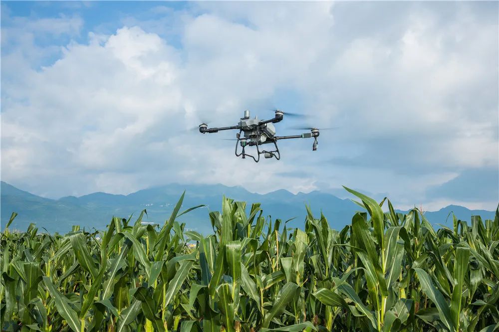 大疆农业无人机，如何助我国第一大粮食作物增产10%？
