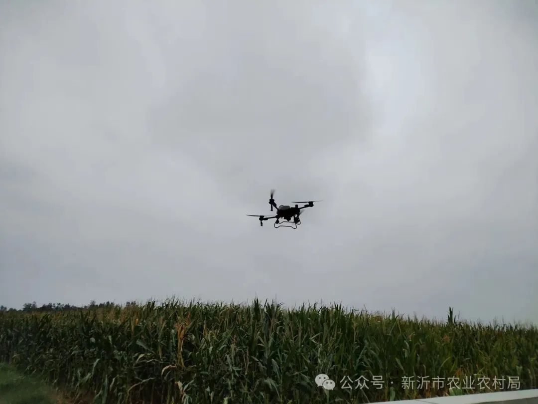 江苏新沂：无人机为玉米田间管理插上“科技的翅膀”