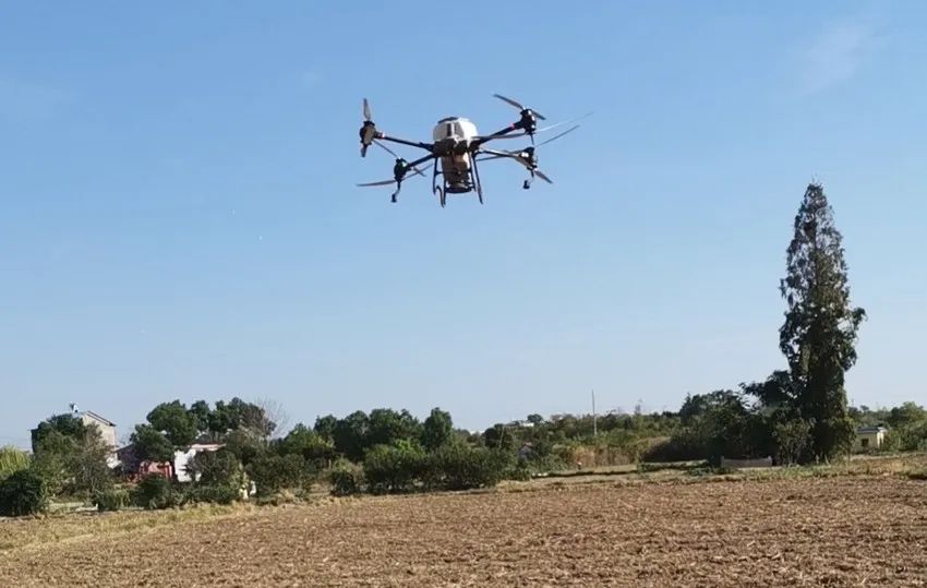 无人机“飞播”油菜 全力守护粮食安全