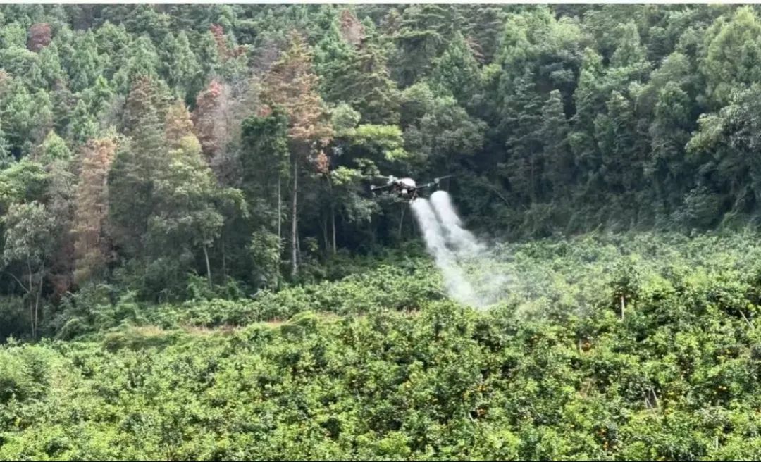 创新突破！无人机植保迎来眉山果