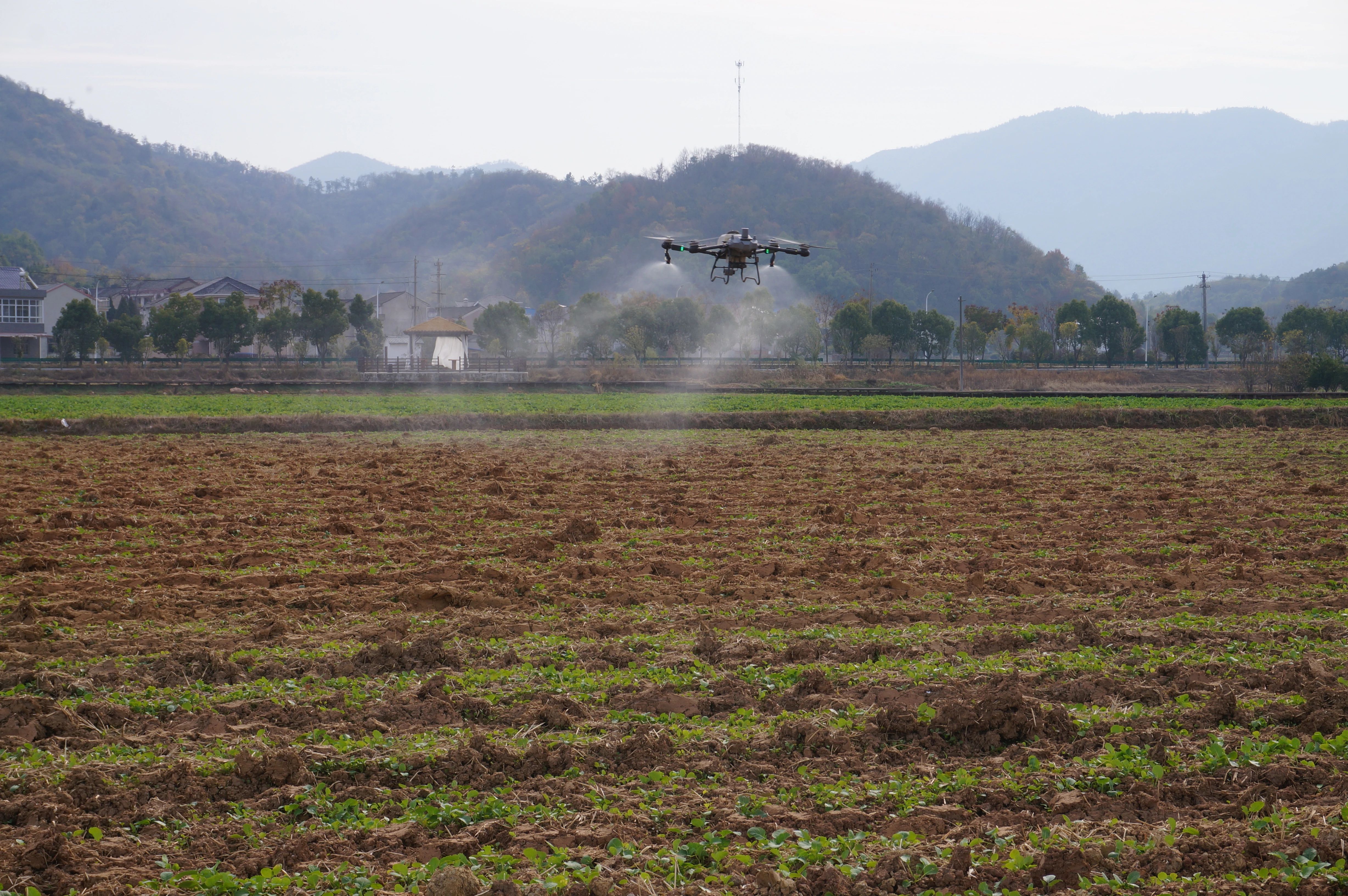 无人机飞防，为油菜冬管插上“科技翅膀”