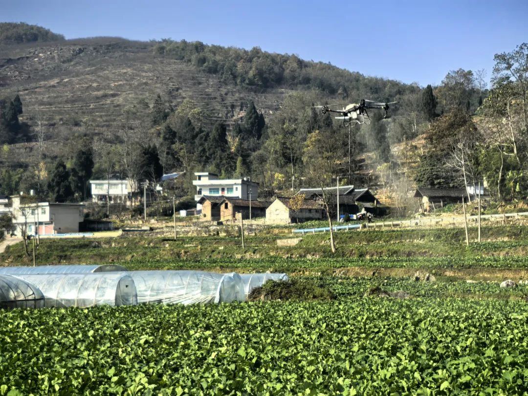 瓮安无人机“飞防”油菜来了
