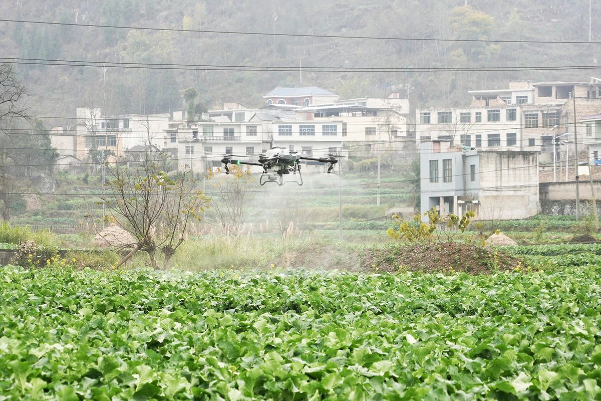 【新春走基层】关岭大桥坝区：无人机飞防助力油菜安全越冬