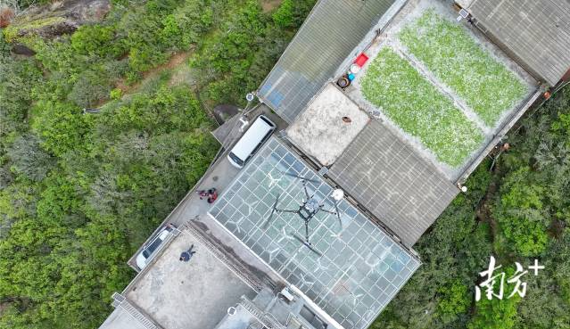 潮州凤凰乌岽村春茶开采！“低空茶路”争“鲜”飞行