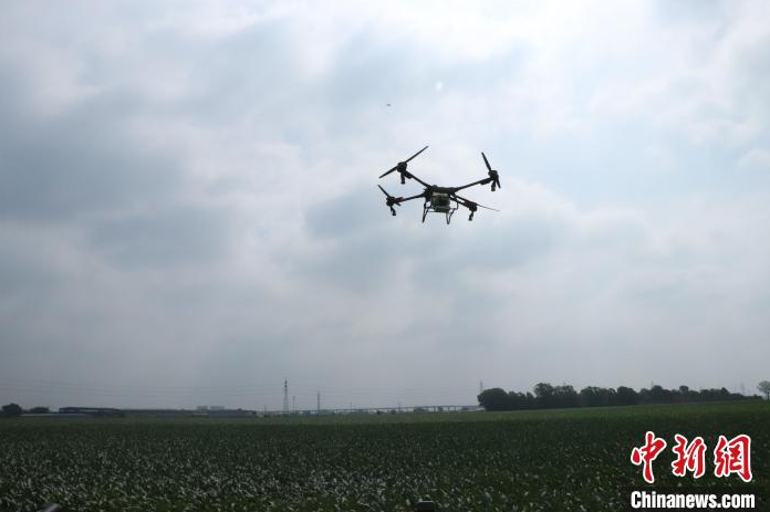 沈阳：玉米地“请”来赤眼蜂 科技赋能农业助绿色增产