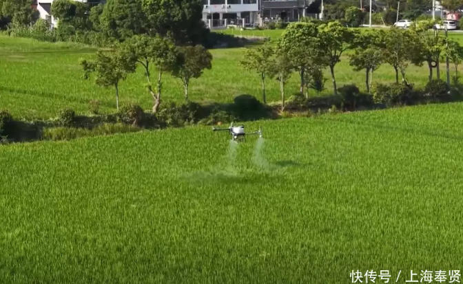 避高温抢农时！无人机植保筑起水稻“防护网