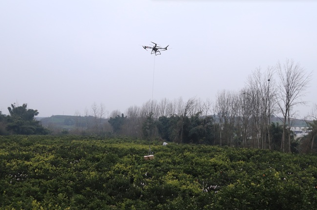 20万斤金果乘“机”出山！自贡荣县低空经济激活农业新动能