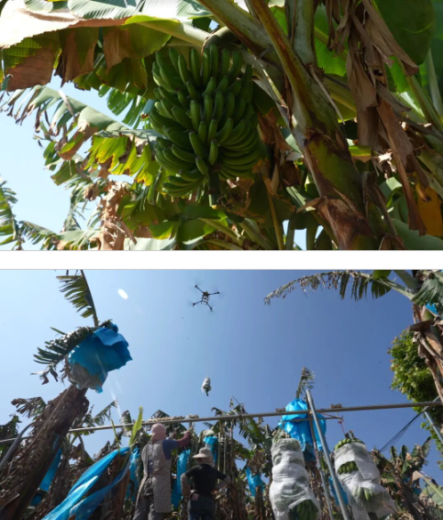 低空经济赋能乡村振兴 无人机“飞”出增收路